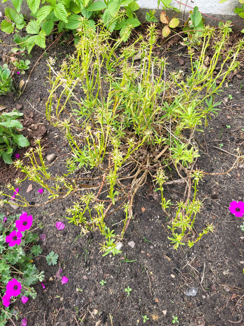 Woodruff — foto 3 van 14