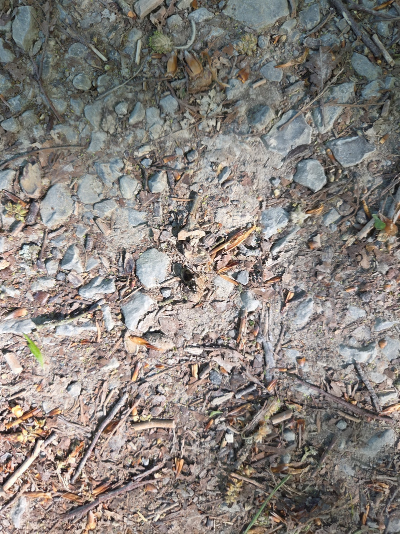 Bosmestkever — Bild 2