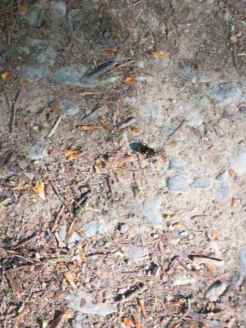 Bosmestkever — Bild 1