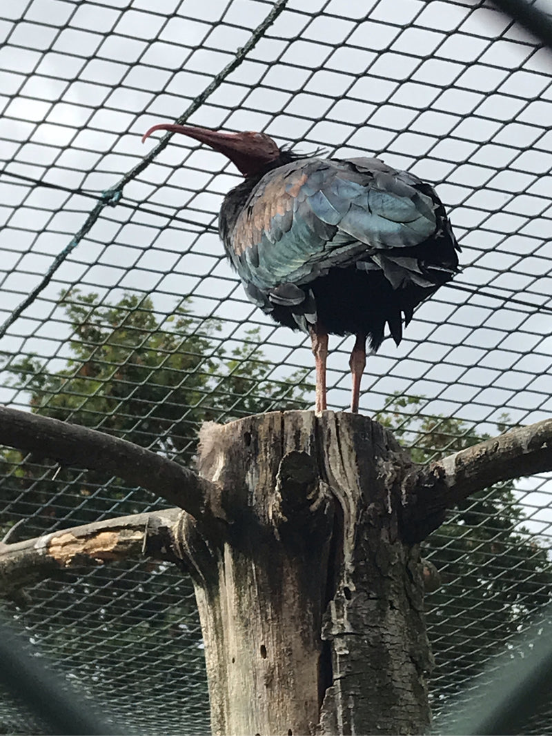 Waldrapp — Bild 1