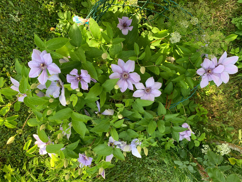 De foto toont een bloeiende bosrank van bovenaf met talrijke lichte paarse bloemen en groene bladeren. Hij groeit in een tuin op gras.