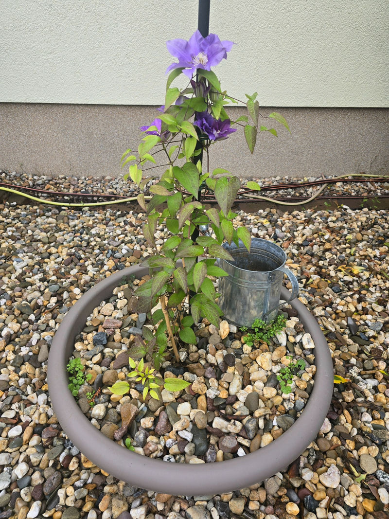 Een bloeiende bosrank met paarse bloemen groeit langs een steun in een met grind bedekte plantenbak.