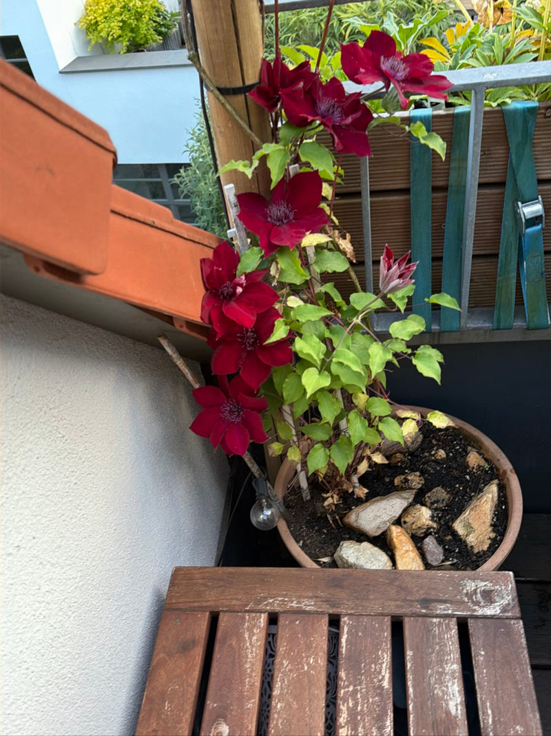 Waldrebe — Bild 1