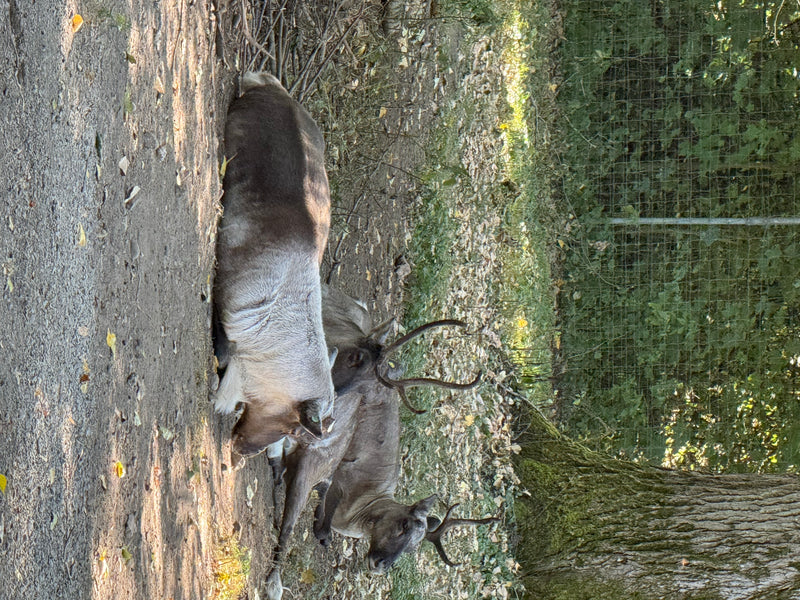 Waldrentier — foto 1 van 3