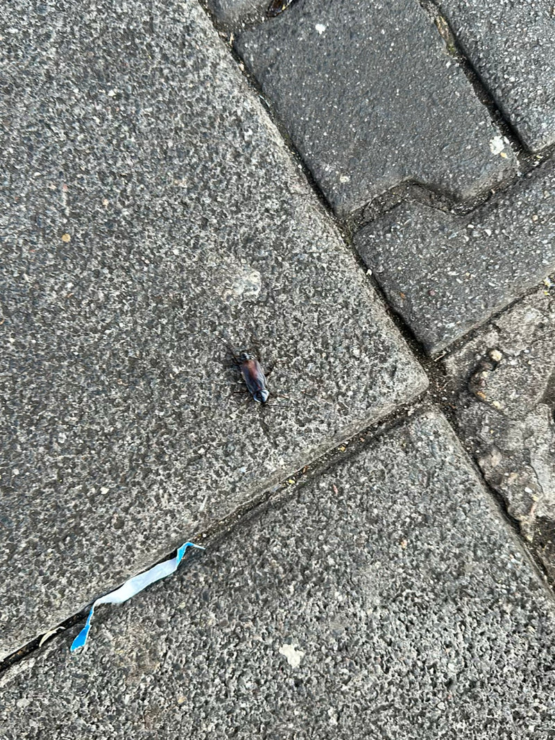 bos kakkerlak — Bild 4