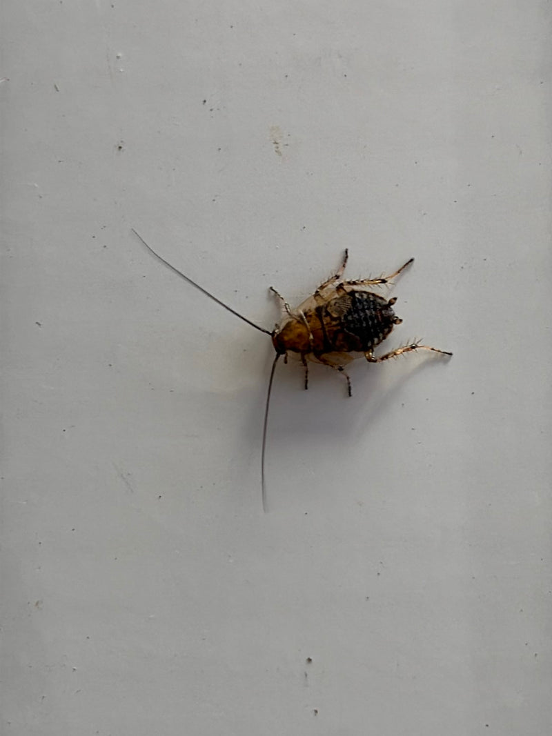 bos kakkerlak — Bild 3