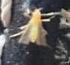 bos kakkerlak — Bild 2
