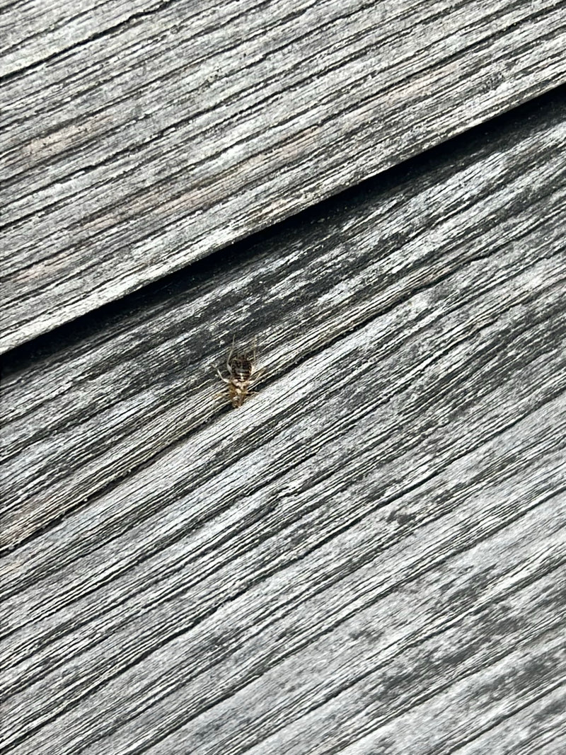 bos kakkerlak — foto 1 van 15