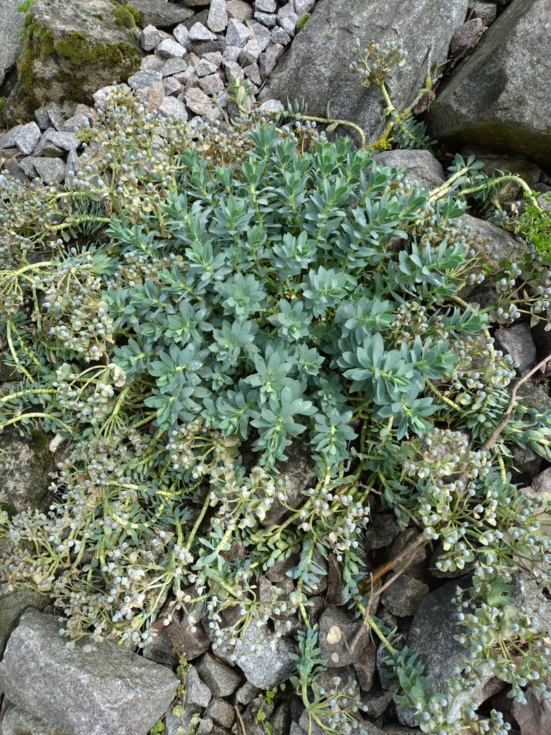 Rolwolfsmelk — Bild 2