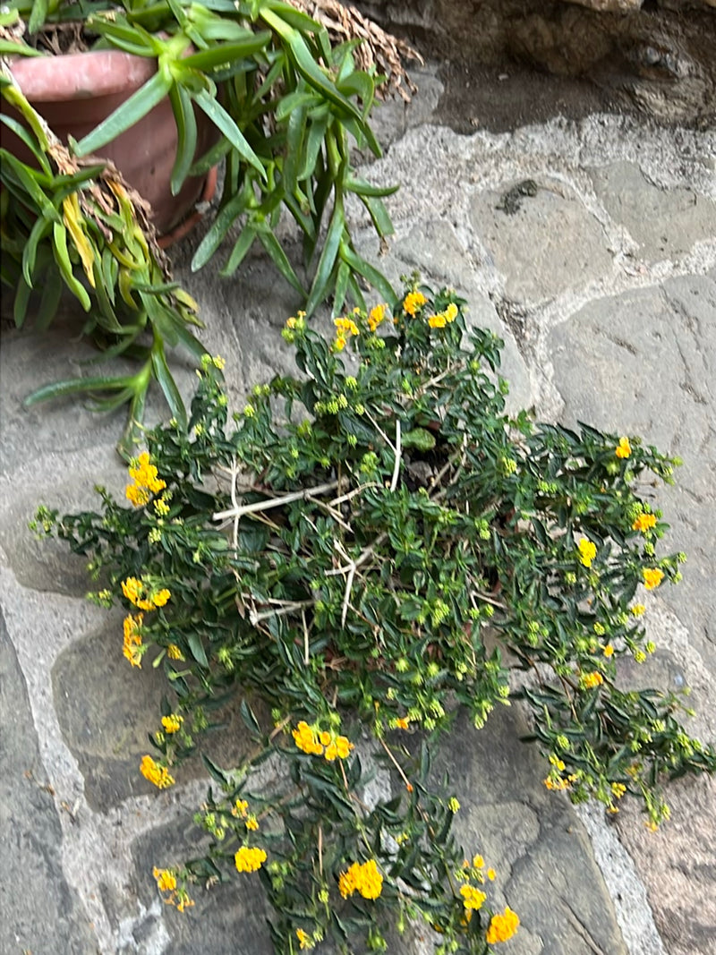 Lantana — Bild 1