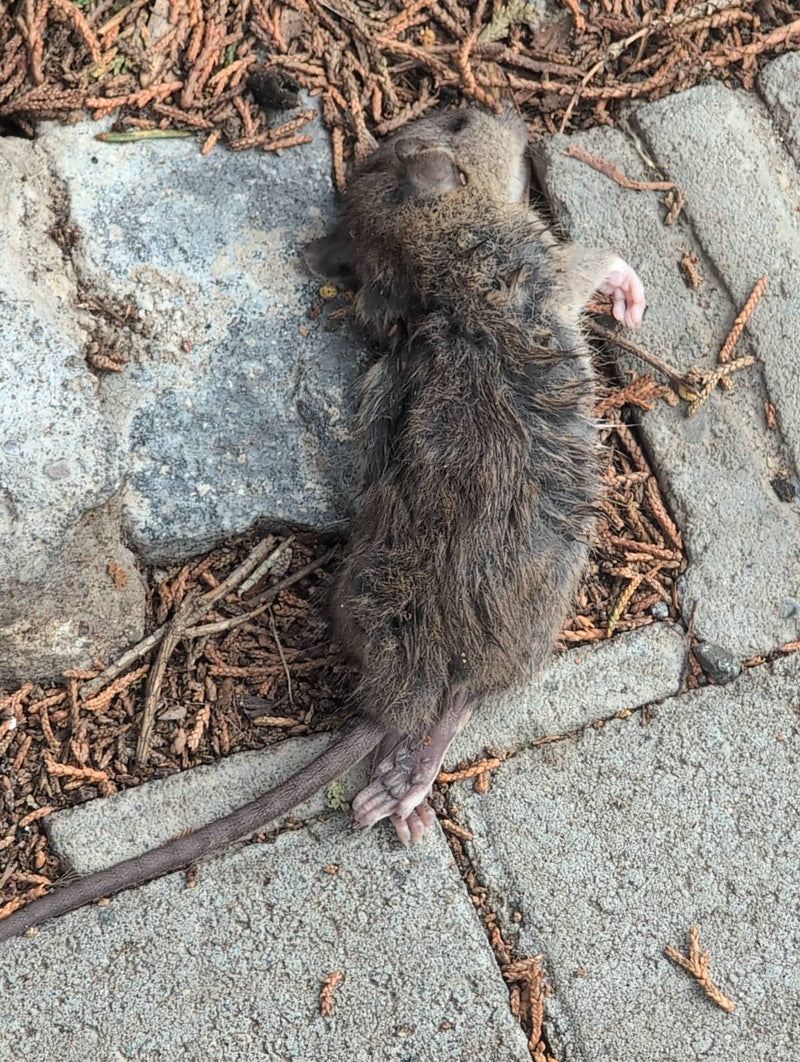 bruine rat — Bild 1