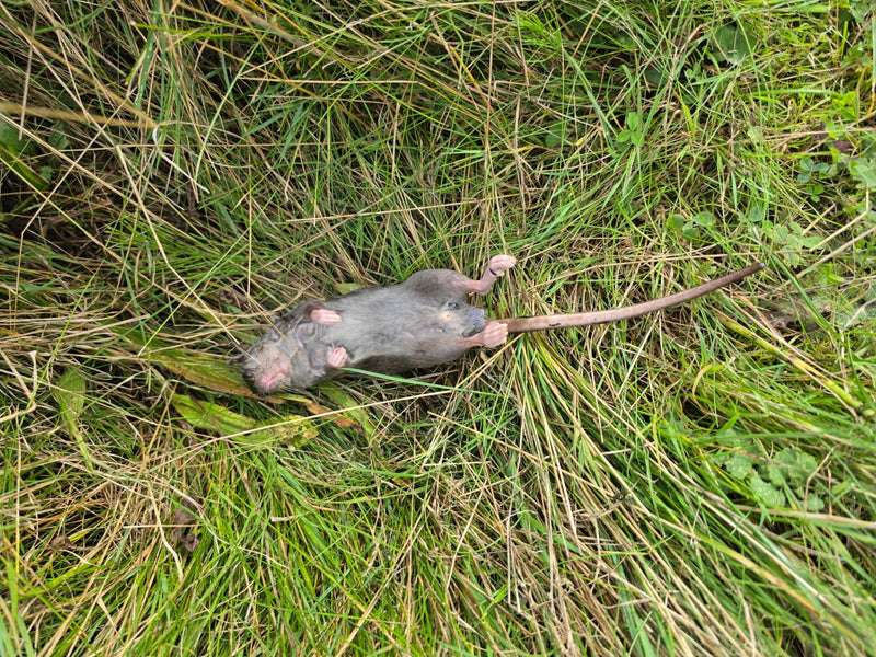 De afbeelding is van een dode bruine rat die op zijn rug in hoog gras ligt. De lange staart en poten zijn duidelijk zichtbaar.