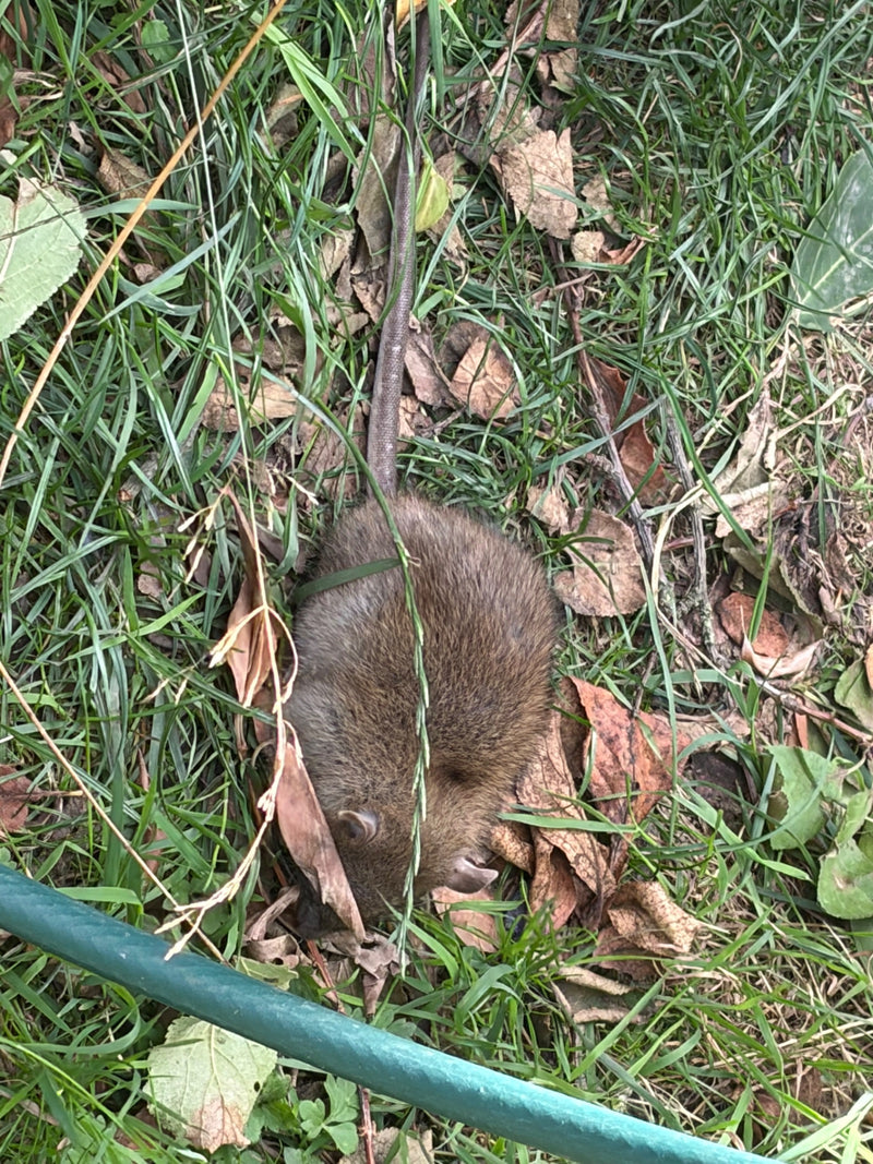 Een bruine rat is duidelijk zichtbaar zittend in het gras tussen bladeren. Zijn lange staart en bruine vacht zijn goed te herkennen.
