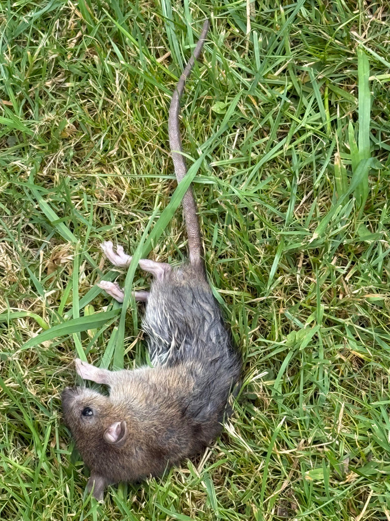 De afbeelding toont een dode bruine rat die op het gras ligt.
