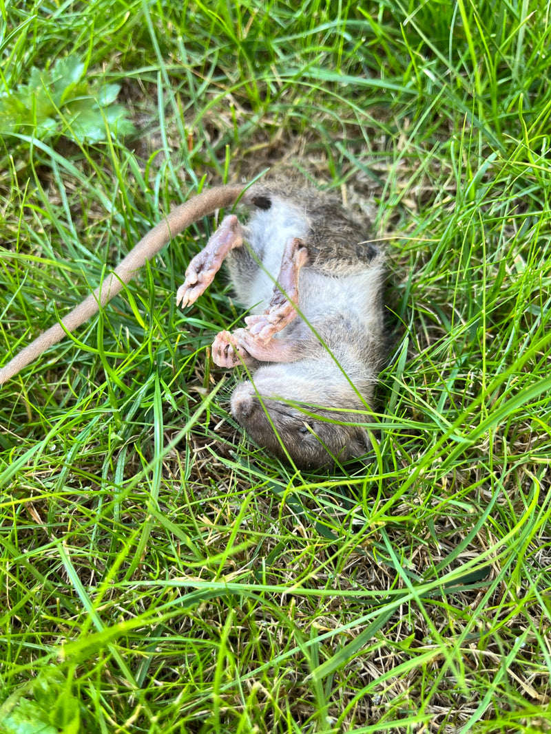 Een dode bruine rat ligt op zijn rug in een groene weide. Zijn lange staart en roze poten zijn duidelijk zichtbaar.