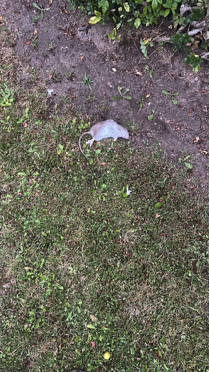 Een dode bruine rat ligt op een gazon nabij de aarde. Het dier is goed zichtbaar van bovenaf.