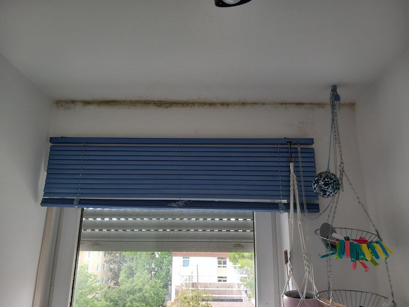 Zwarte gieter gaat schimmelen — foto 1 van 11