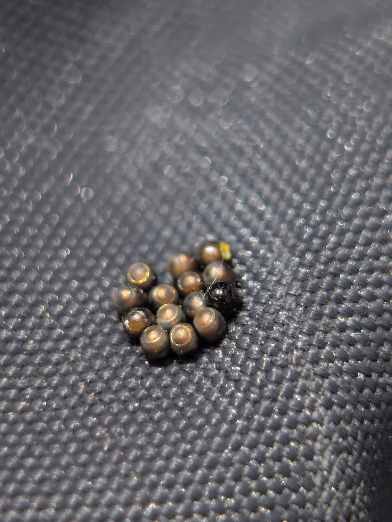 De foto toont een compact legsel van kleine, metallisch glanzende eitjes van wantsen, afgezet op een donker textieloppervlak. Een van de eitjes is al open of...
