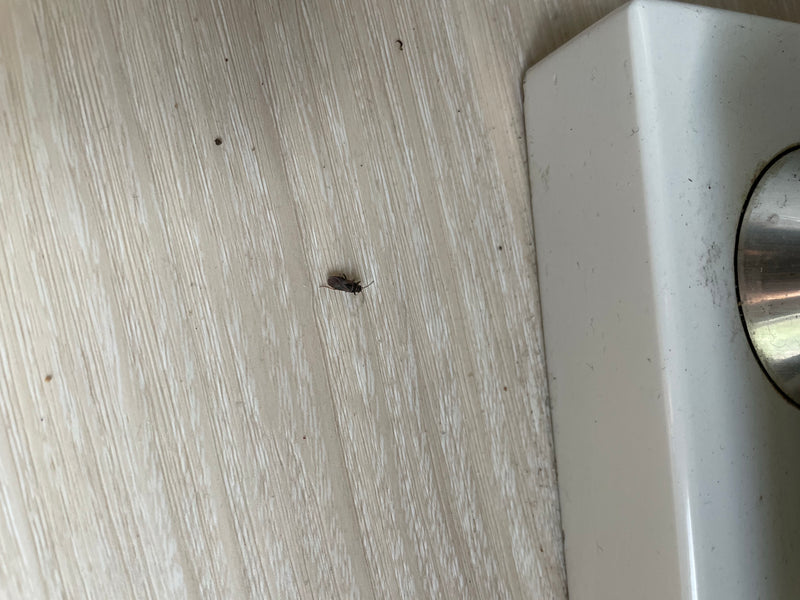 De afbeelding toont een kleine wants zittend op een lichte houten vloer in de buurt van een wit object.