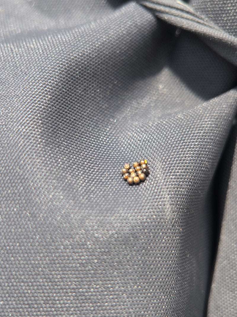 Op een grijze textielondergrond is een compact legsel van kleine wantseneitjes te zien. De ronde eitjes liggen dicht bij elkaar.