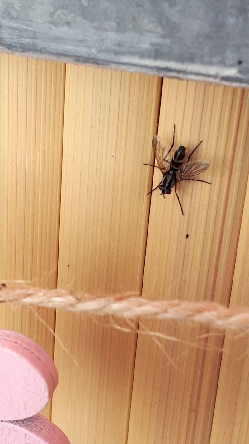 Rupsvlieg (geslacht Cylindromyia) — foto 2 van 3