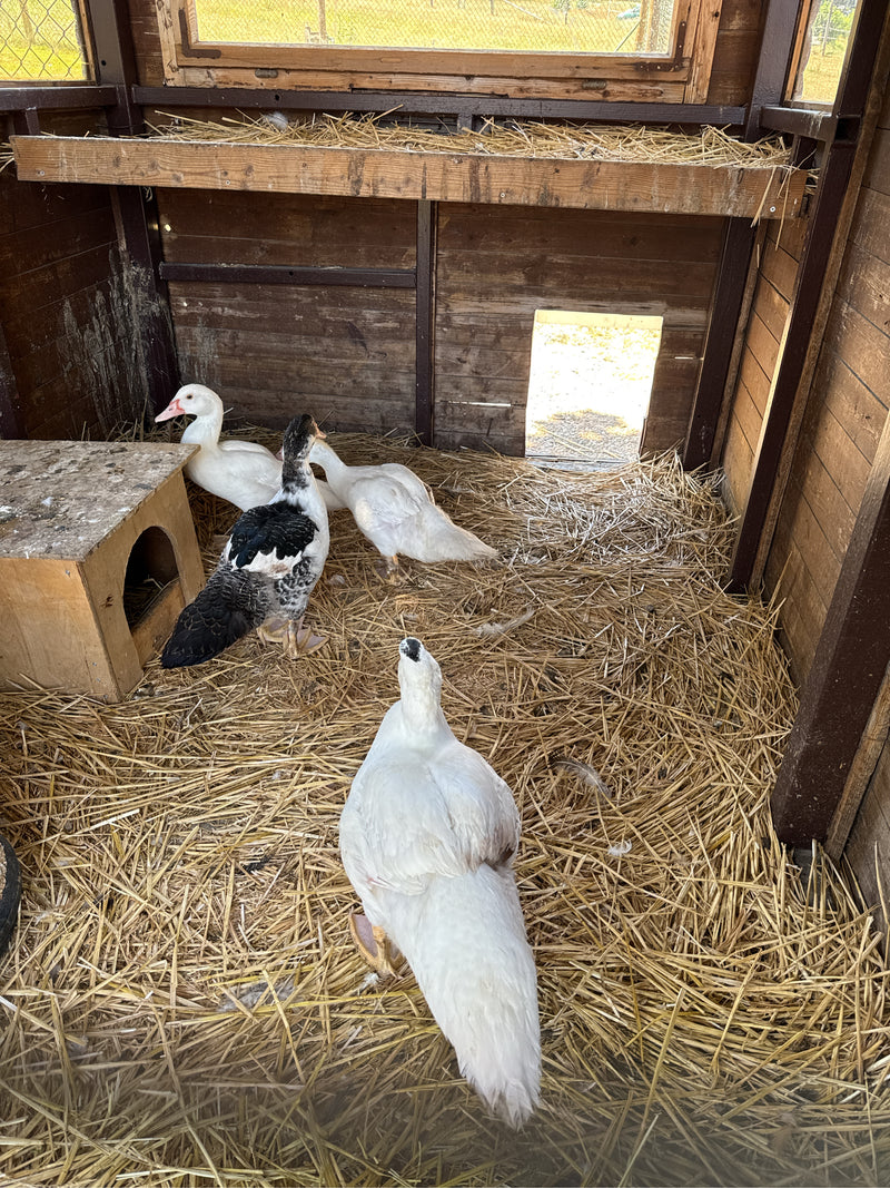 wrattenachtige eend — foto 2 van 14