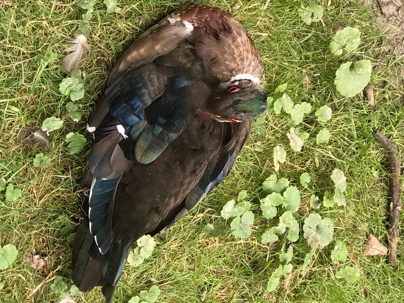 wrattenachtige eend — foto 4 van 14
