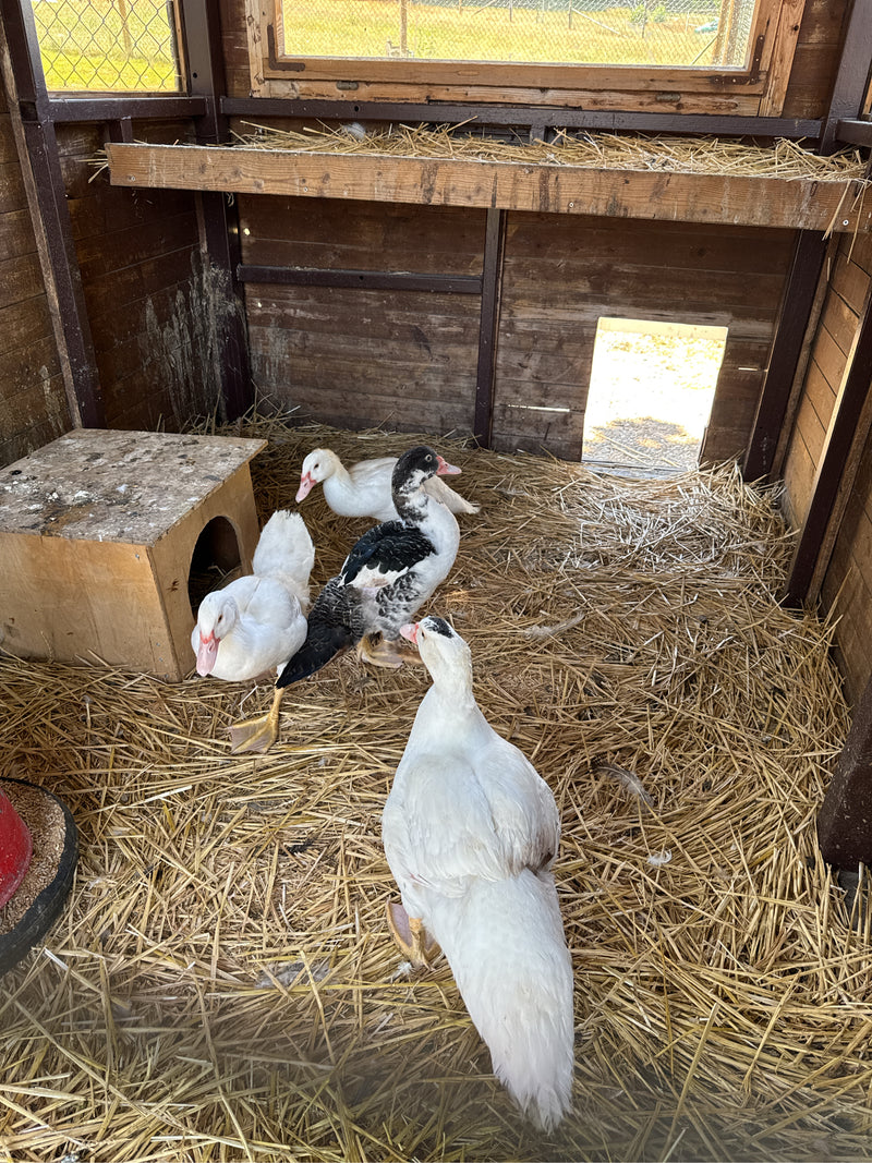 wrattenachtige eend — foto 3 van 14