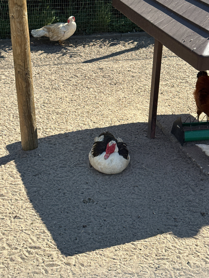 wrattenachtige eend — foto 5 van 14