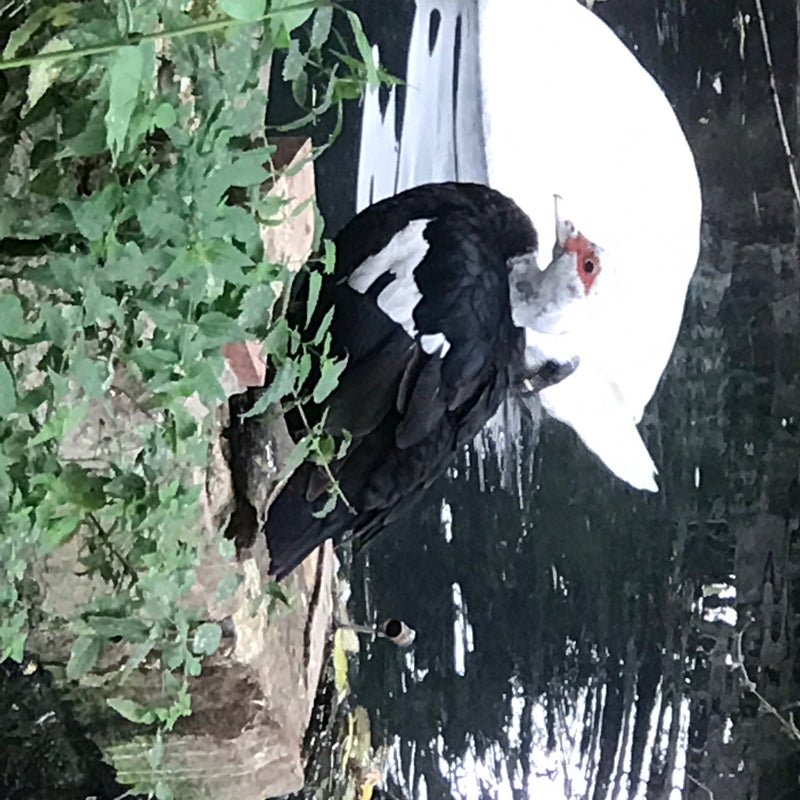 wrattenachtige eend — foto 1 van 14