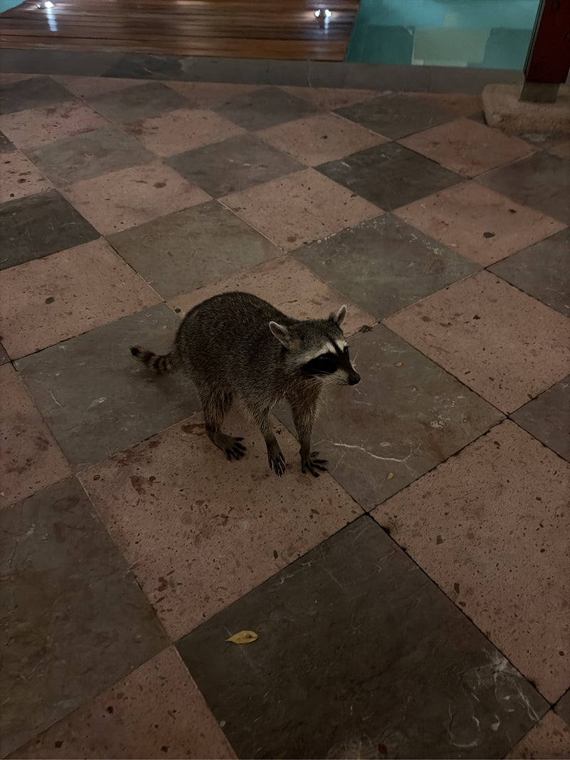 Een wasbeer staat 's nachts op een betegelde buitenvloer naast een zwembad.