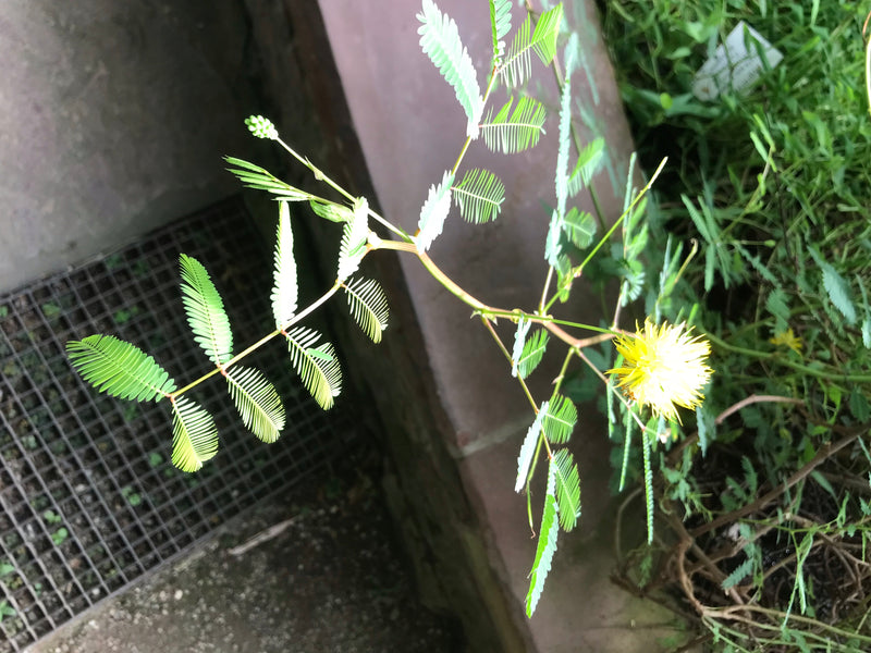 Wasser-Mimose — foto 2 van 3