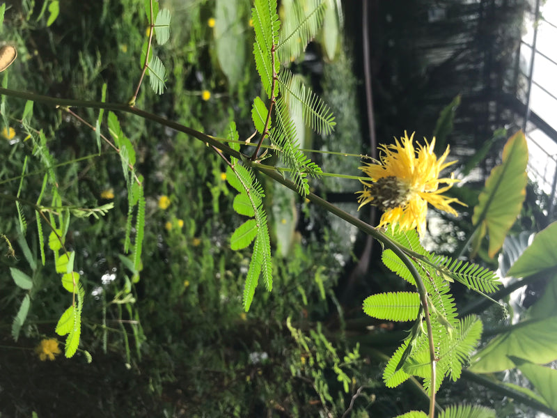 Wasser-Mimose — foto 3 van 3