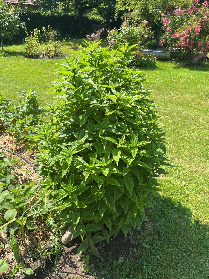 Een statige, bosachtige plant met groene, tegenover elkaar staande bladeren in een tuin is zichtbaar. Het is de koninginnenruigt.