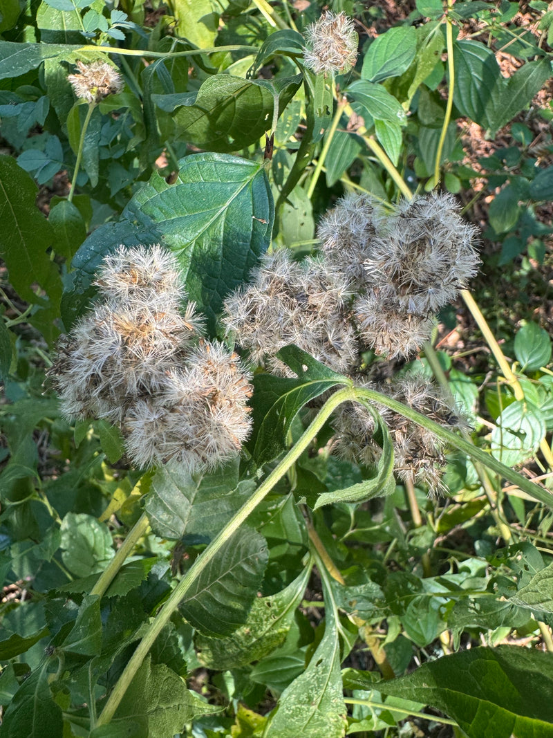 Zaadpluizen van leverkruid met witachtige pappus tussen het groene gebladerte.