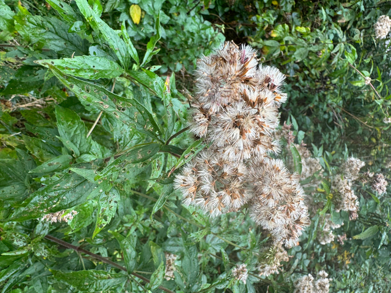Een uitgebloeide leverkruidplant met pluizige, witachtig-bruine zaadpluizen tussen het groene gebladerte.