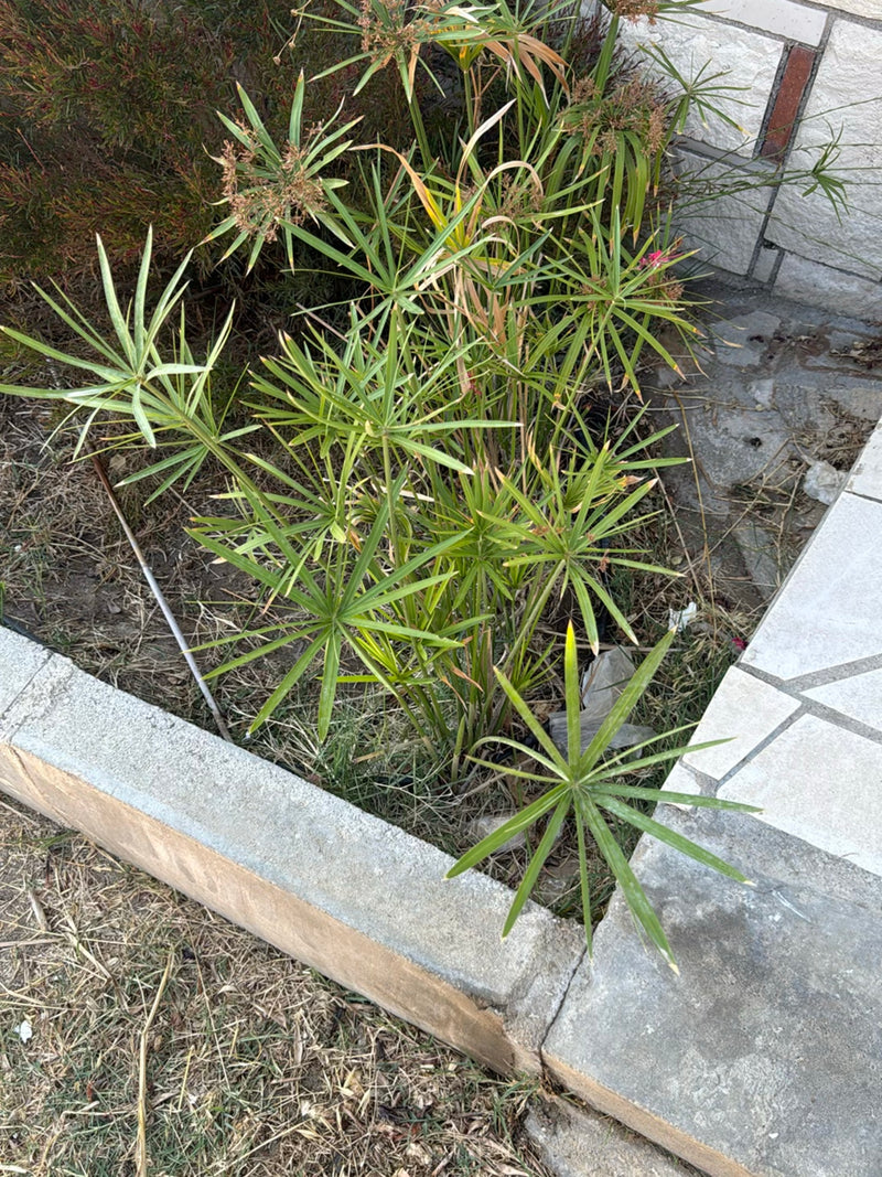 De afbeelding toont een gezond Cyperus-alternifolius-exemplaar met zijn karakteristieke paraplu-achtige bladeren in een plantenbak.
