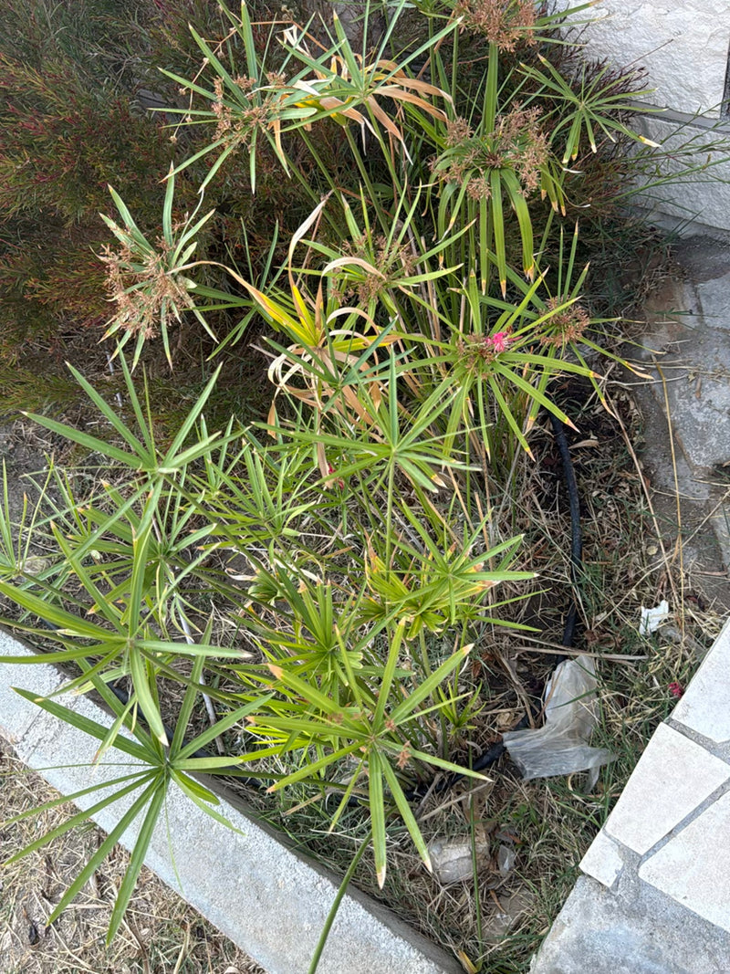 Te zien is de cypergras met zijn kenmerkende, stervormige bladtuilen. De plant groeit in een plantsoen naast lichte stenen platen.