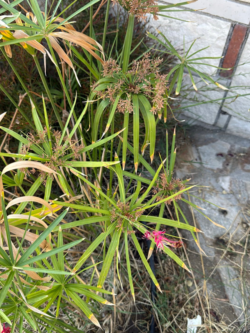 De afbeelding toont verschillende exemplaren van de parasolplant met typische lange stengels en stervormig geplaatste schutbladeren. De plant groeit voor een...