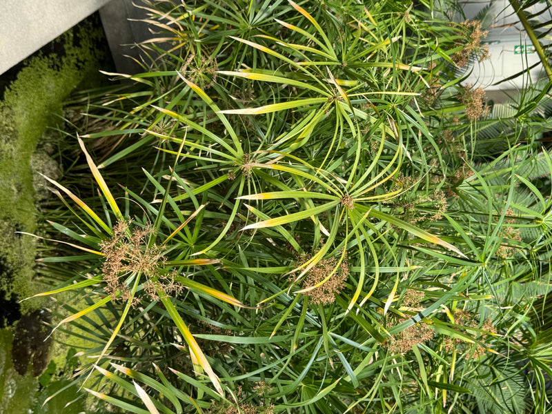 Van bovenaf zijn dichte pollen van de parapluplant zichtbaar met schermvormige schutbladeren en bruinachtige bloeiwijzen.