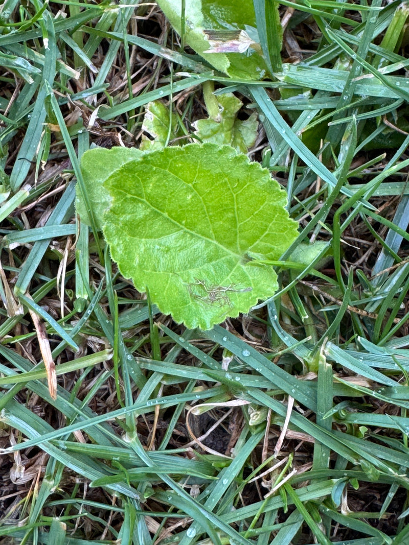 Weg-Malve — Bild 2