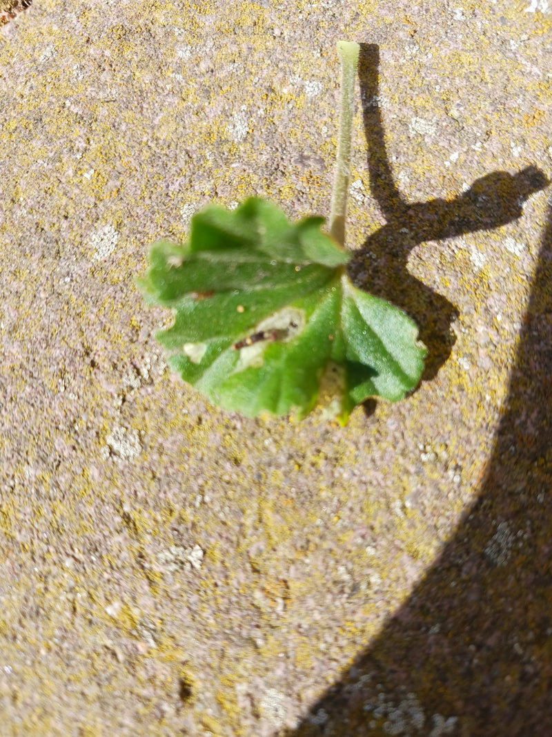 De afbeelding laat een enkel groen blad van het kaasjeskruid zien, liggend op een gestructureerde stenen ondergrond. Een korte steel steekt omhoog.