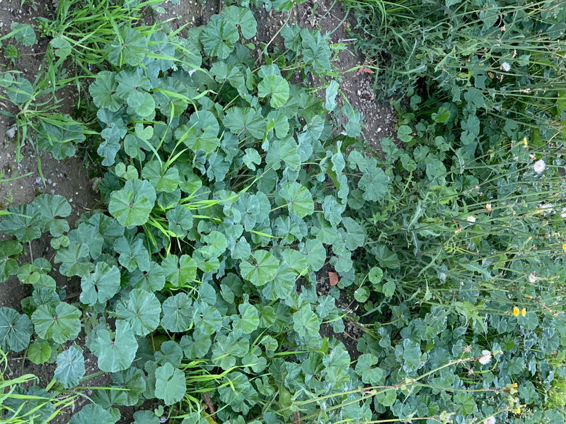 Dichte pollen van klein kaasjeskruid met karakteristieke ronde, gelobde bladeren groeien op open grond.