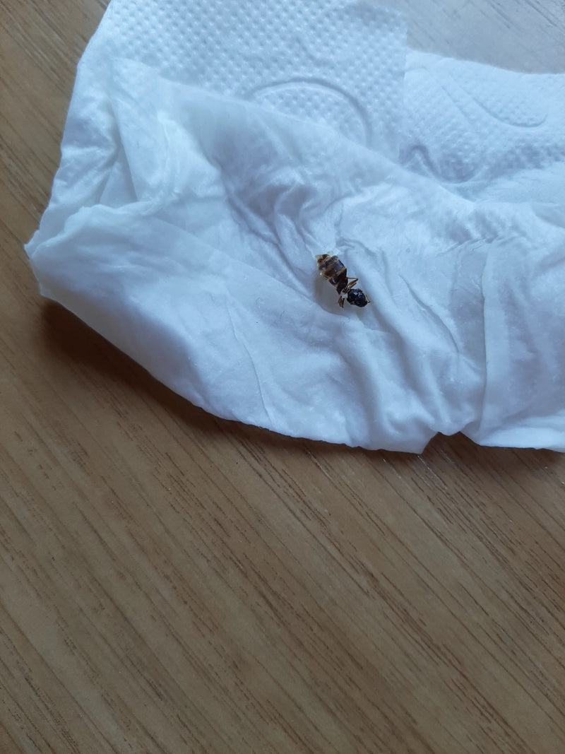 Tuinmier (geslacht Lasius) — foto 5 van 15