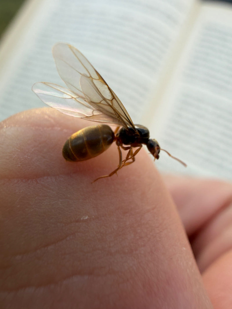 Tuinmier (geslacht Lasius) — foto 4 van 15