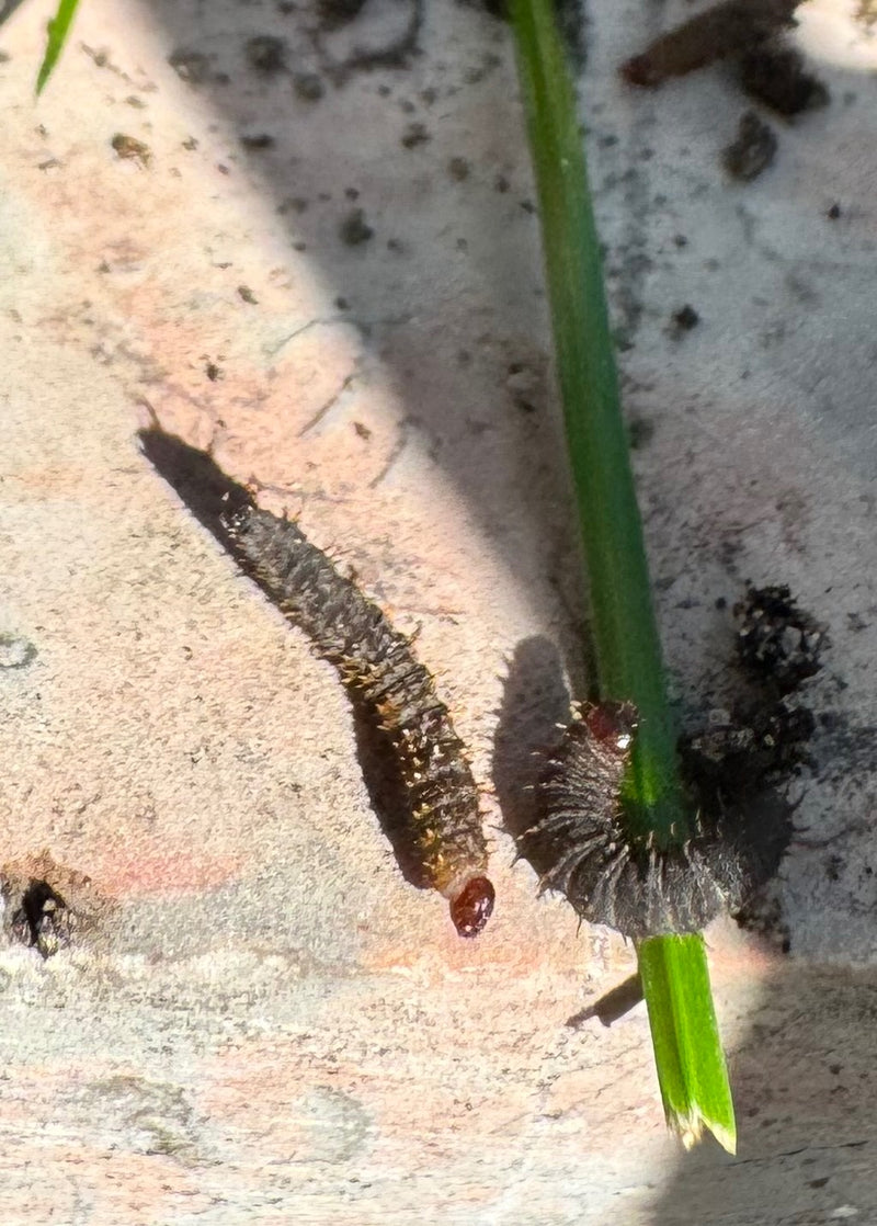 Twee donkere rupsen van de veldparelmoervlinder met doorns en een roodbruine kop op een lichte ondergrond naast een plantenstengel.