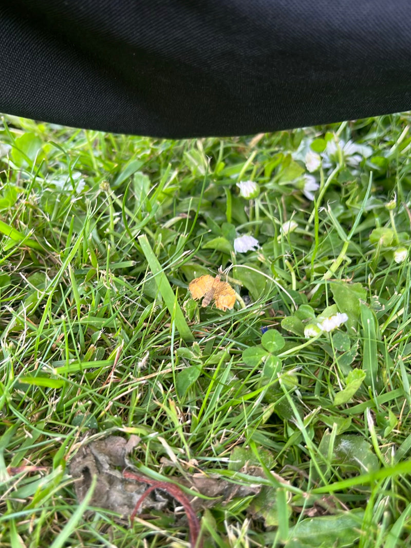 Weegbree boorder — Bild 3