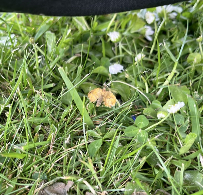 Weegbree boorder — Bild 2