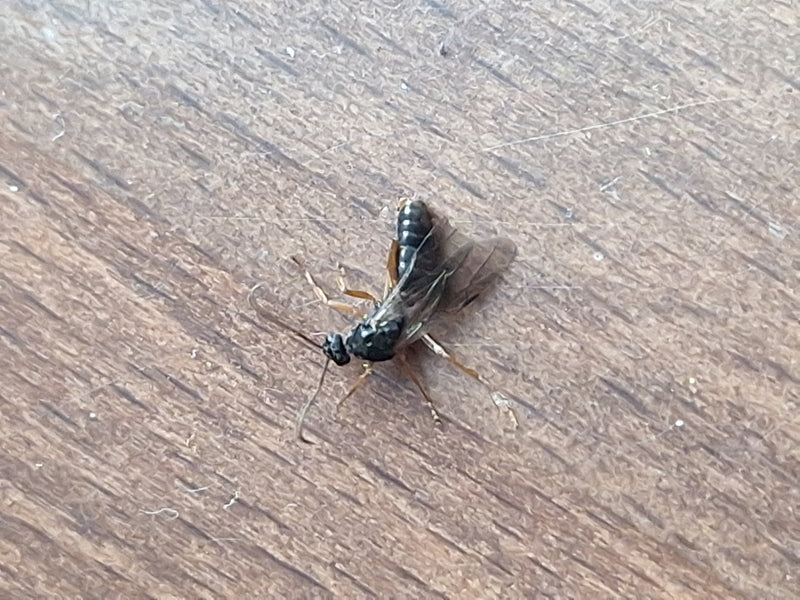 wesp — foto 4 van 10