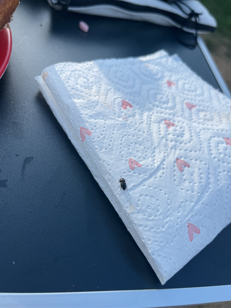 Een mierkever zit op een gevouwen papieren servet met een rood hartjespatroon. De foto toont het insect van bovenaf in een kunstmatige omgeving.